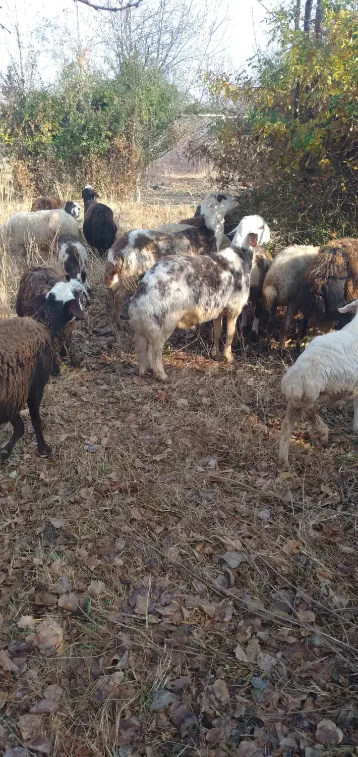 بره قوچ|حیوانات مزرعه|بیرانوند, |دیوار