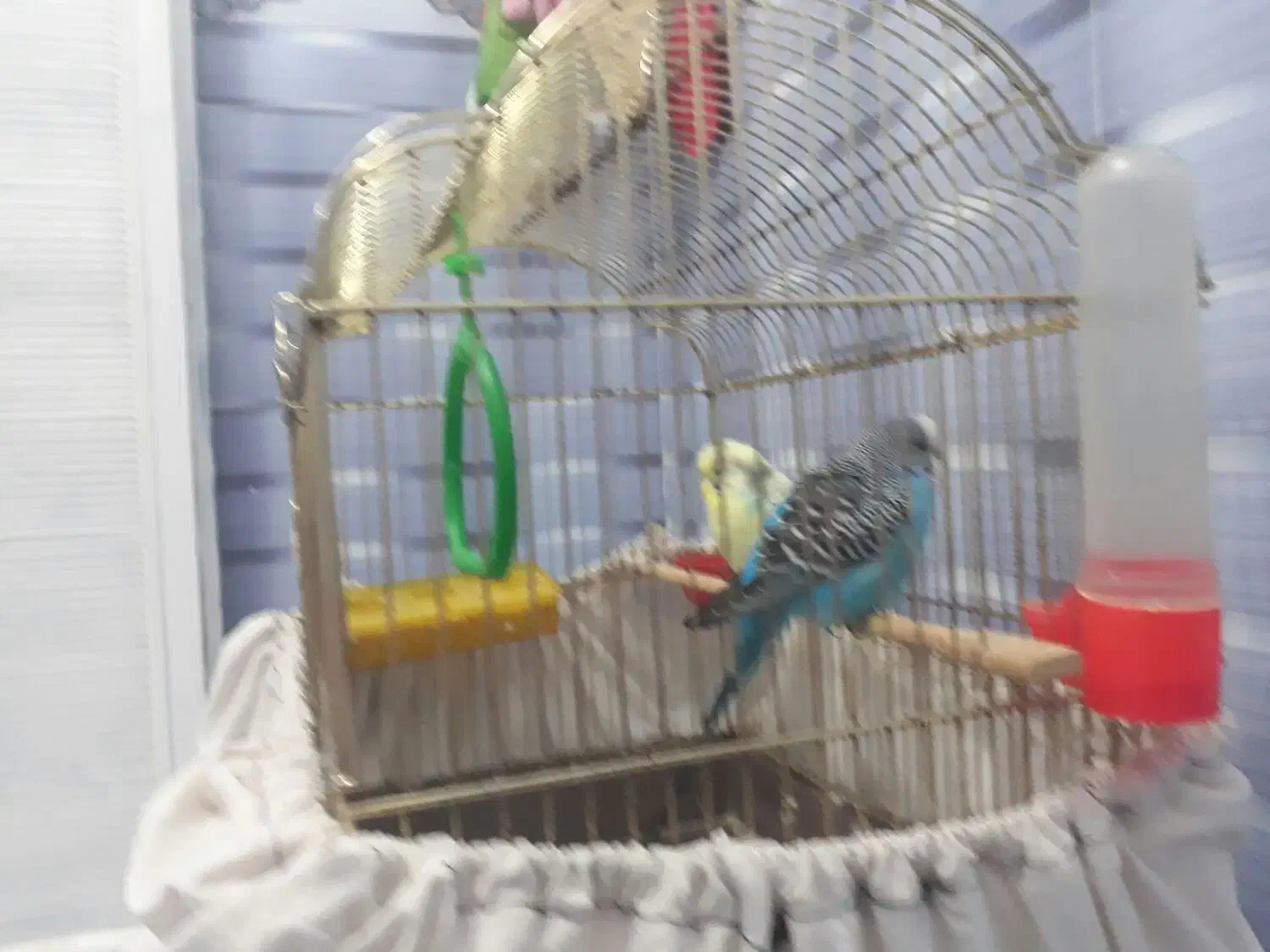 مرغ عشق|پرنده|بیجار, |دیوار