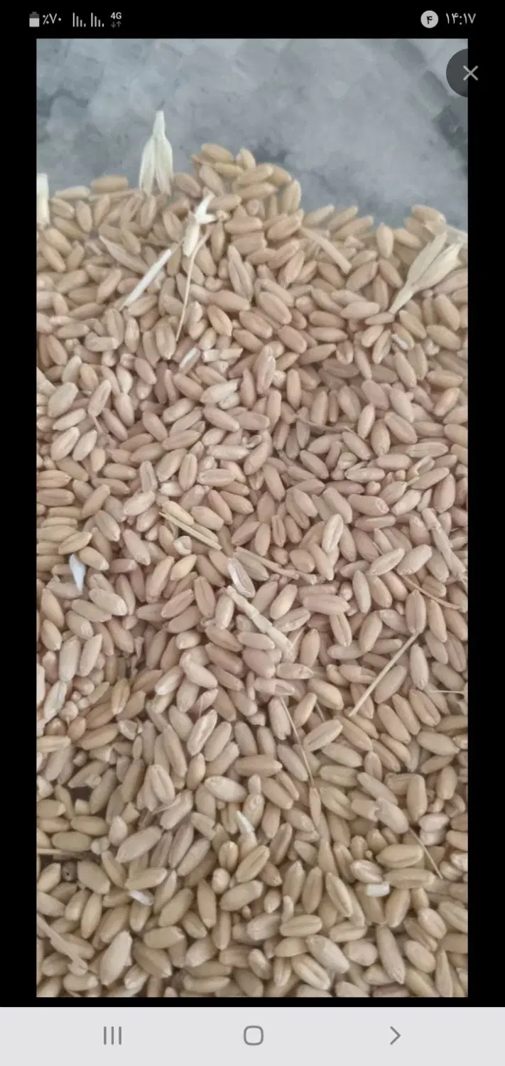 گندم|خوردنی و آشامیدنی|بروجرد, |دیوار