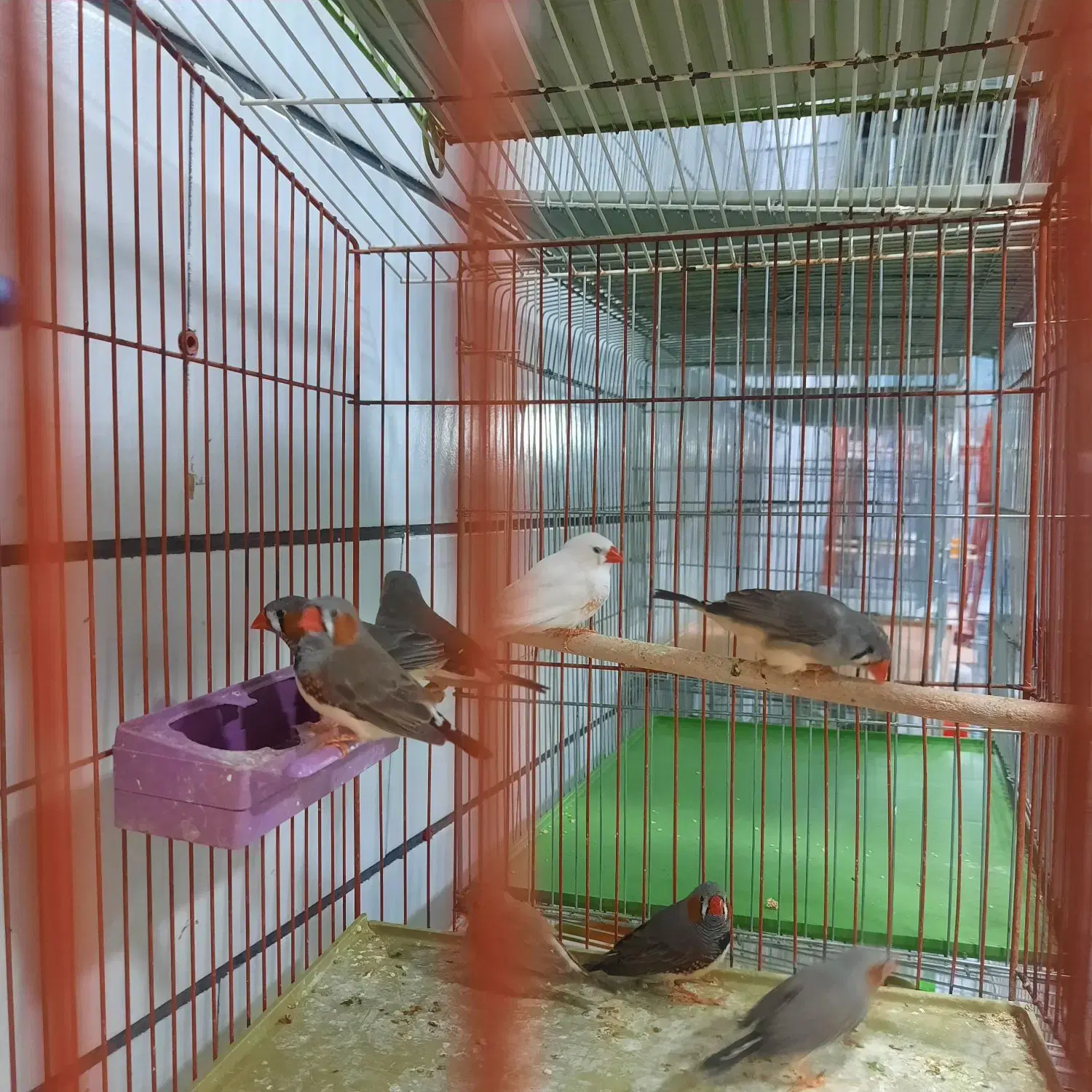 پرنده فروشی آدرس جدید|پرنده|دوگنبدان, |دیوار