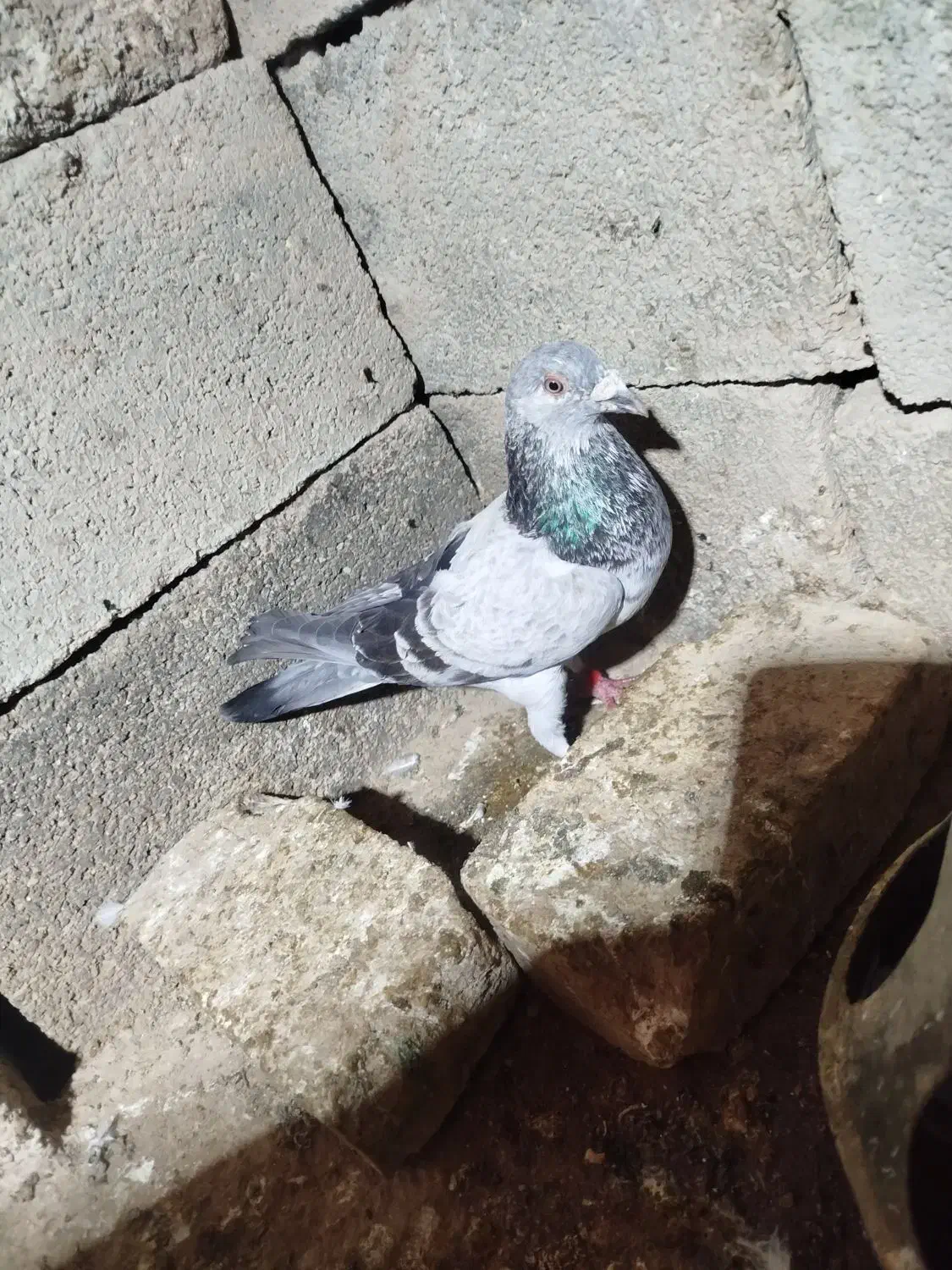 کفتر|پرنده|بجنورد, |دیوار