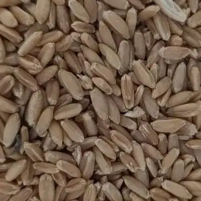 گندم دیم|خوردنی و آشامیدنی|فریمان, |دیوار
