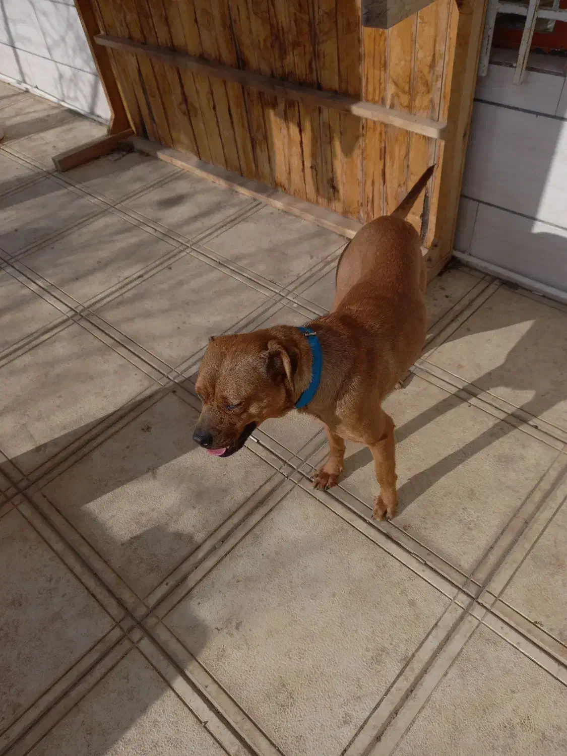 یک قلاده سگ پیت بول ماده|سگ|کرج, باغستان|دیوار