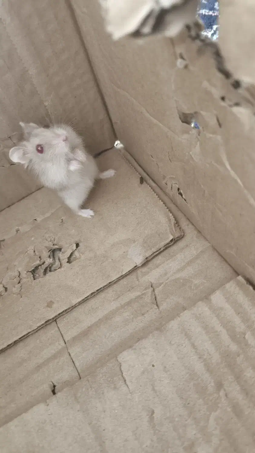 همستر|موش و خرگوش|فولادشهر, A3|دیوار