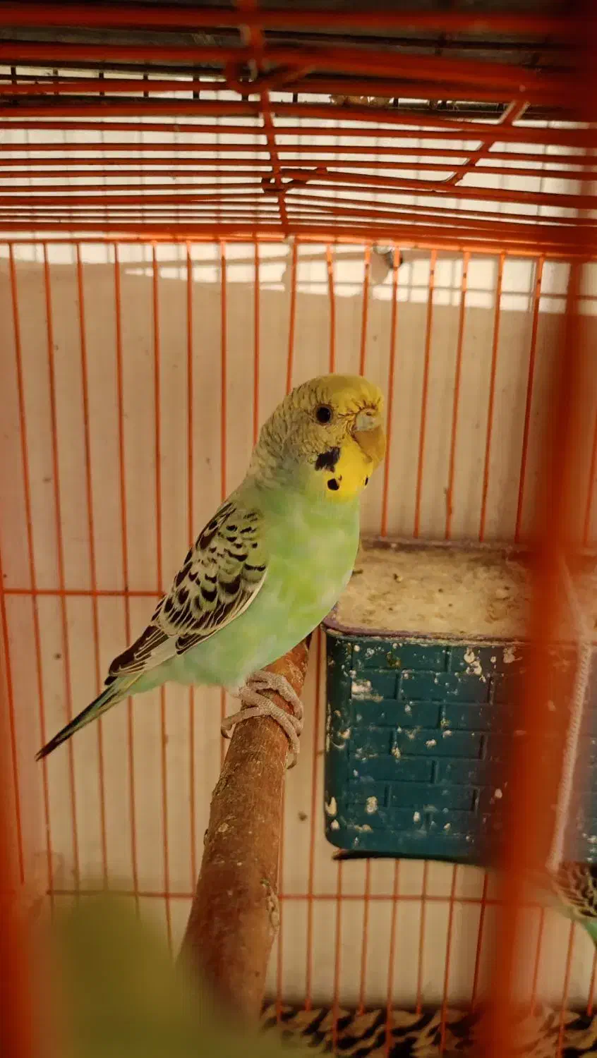 مرغ عشق|پرنده|دهگلان, |دیوار