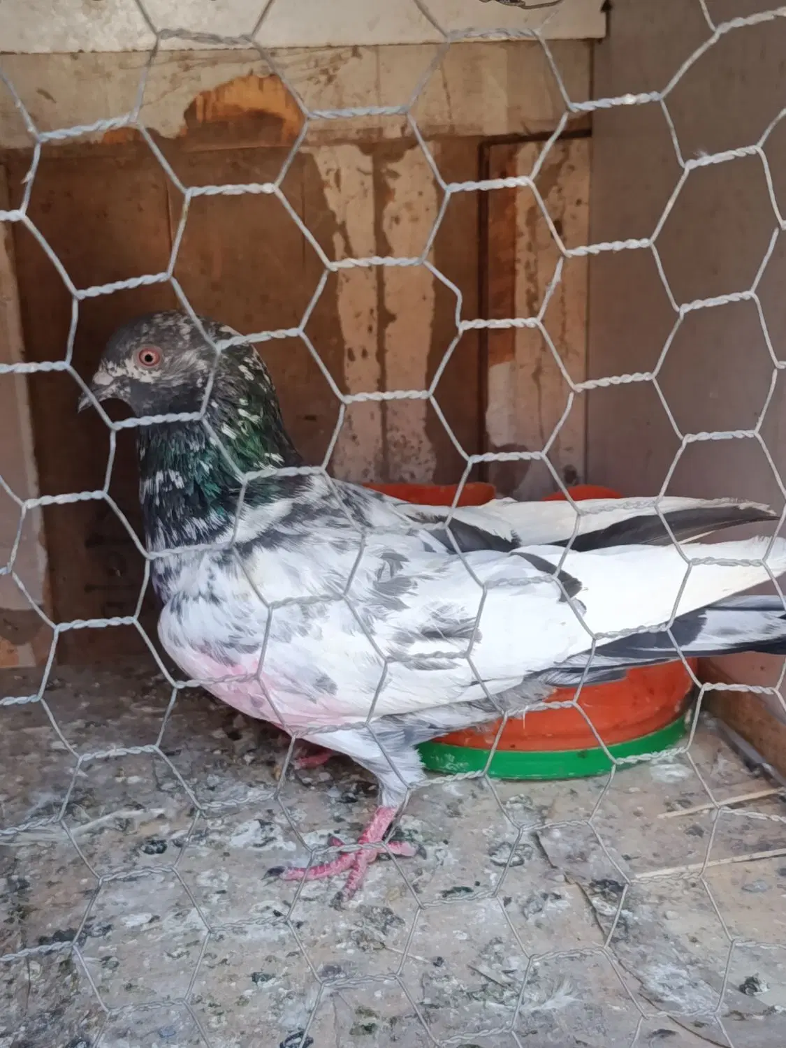 کفتر|پرنده|بندرعباس, |دیوار