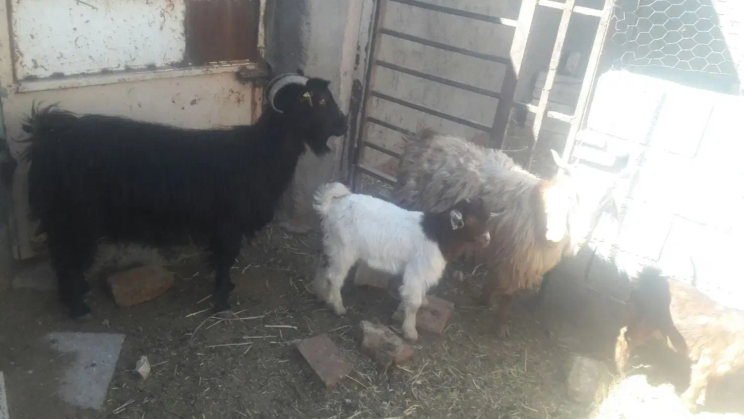 ۲راس بز جوان زاییده شیرا بزغاله درشت|حیوانات مزرعه|بیرجند, |دیوار