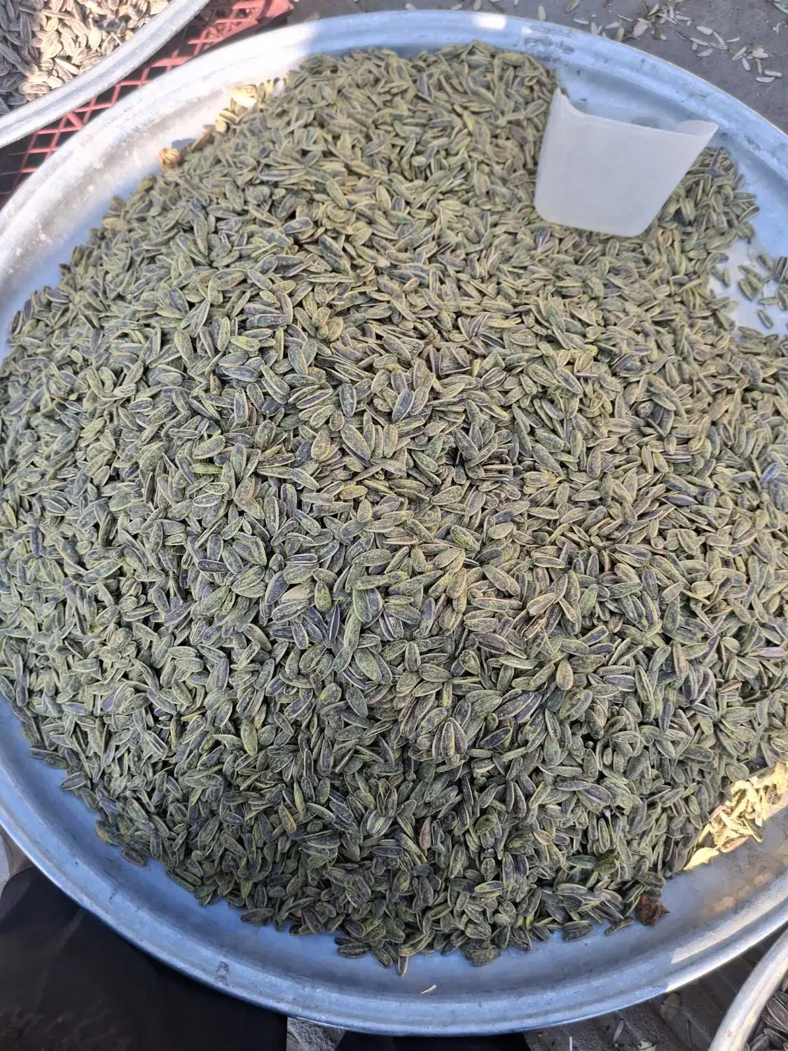 تخمه تازه|خوردنی و آشامیدنی|اسلامشهر, شهرک قائمیه|دیوار