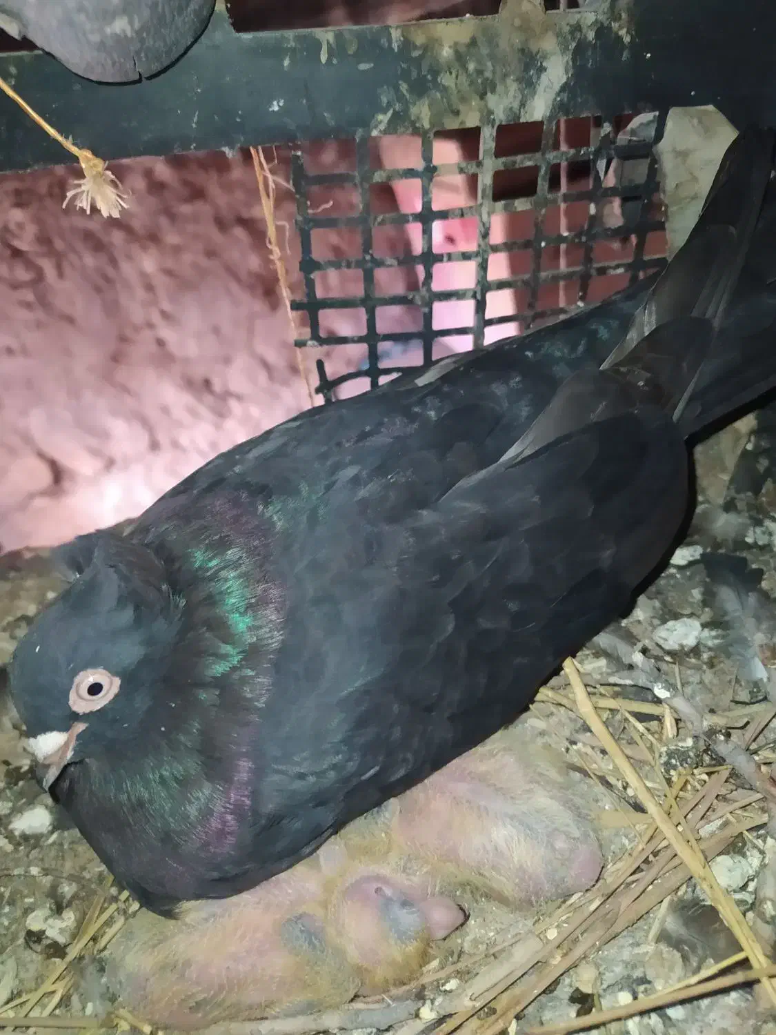 کبوتر|پرنده|دهدشت, |دیوار