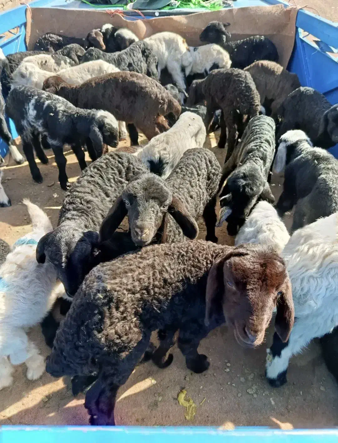 بره شیری|حیوانات مزرعه|یزد, |دیوار