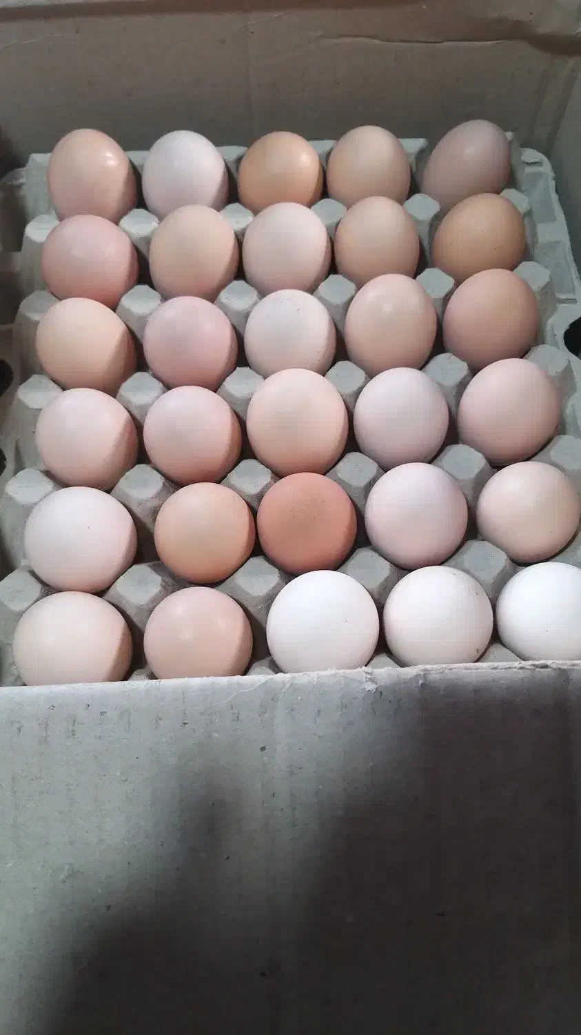 تخم مرغ محلی قیمت کارتن۱۸۰ عددی وزن بالا درشت|خوردنی و آشامیدنی|تهران, شهرک طالقانی|دیوار