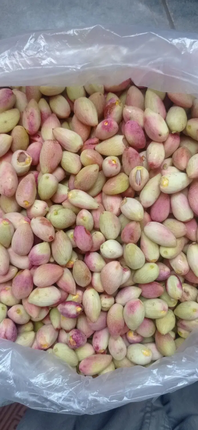 پسته تر|خوردنی و آشامیدنی|اردکان, |دیوار