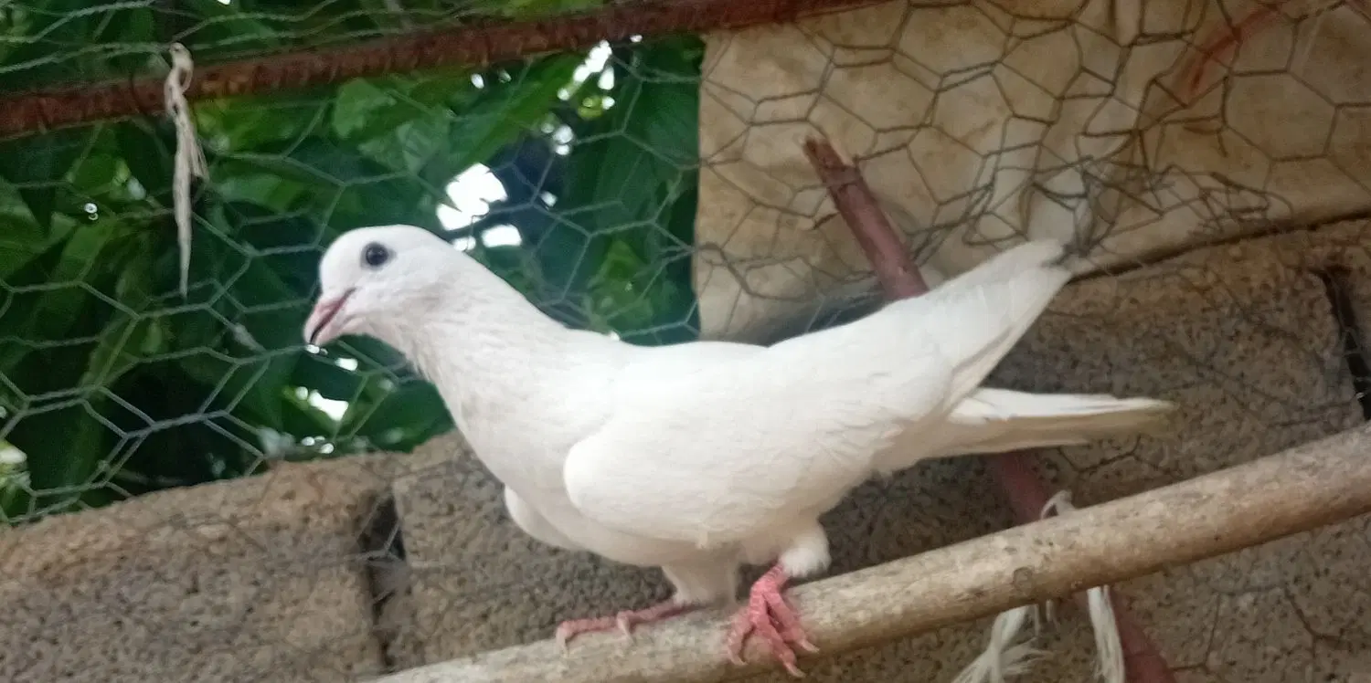 کبوتر|پرنده|شاهین دژ, |دیوار