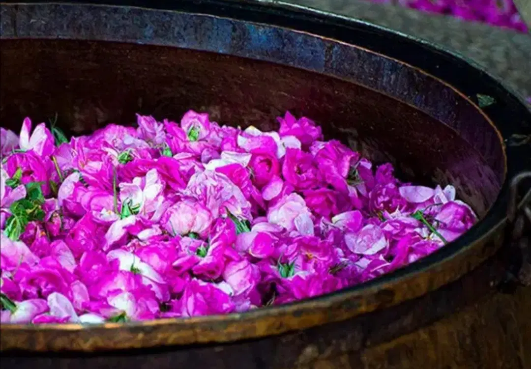 گلاب|خوردنی و آشامیدنی|شیروان (خراسان), |دیوار