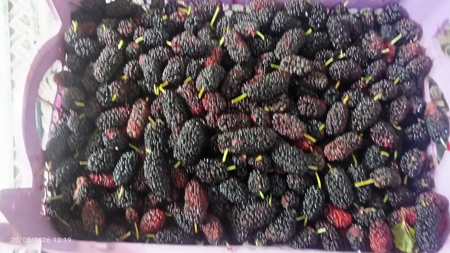 شاه توت|خوردنی و آشامیدنی|نائین, |دیوار