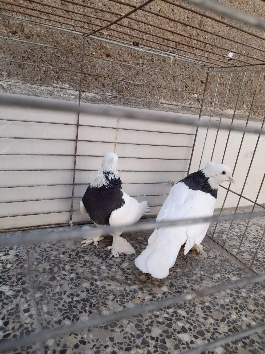 کبوتر|پرنده|آران و بیدگل, |دیوار