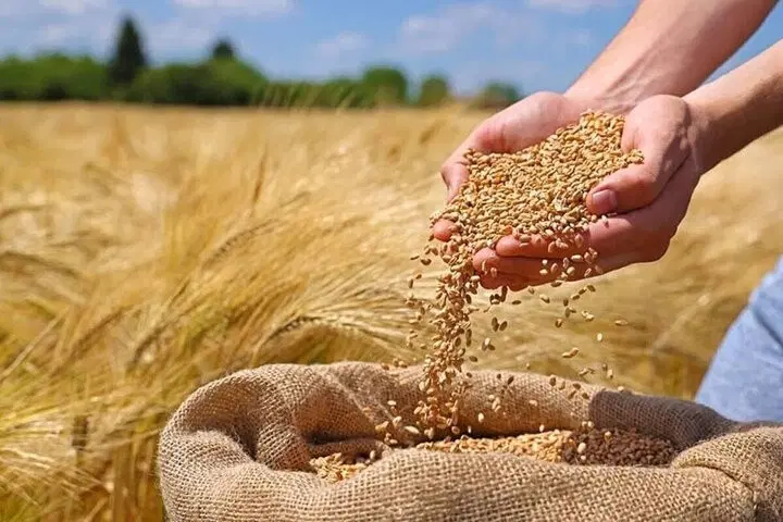 گندم|خوردنی و آشامیدنی|ایلام, |دیوار
