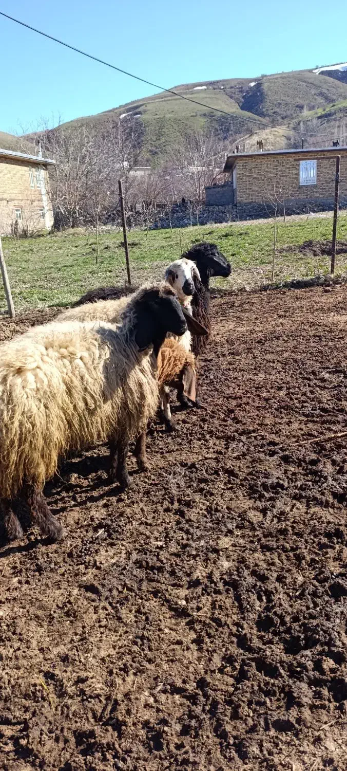 550000000|حیوانات مزرعه|سیلوانه, |دیوار