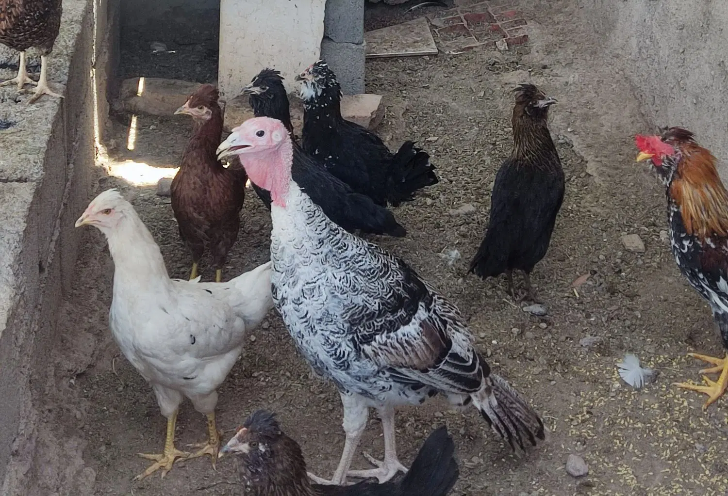جوجه|حیوانات مزرعه|بم, |دیوار