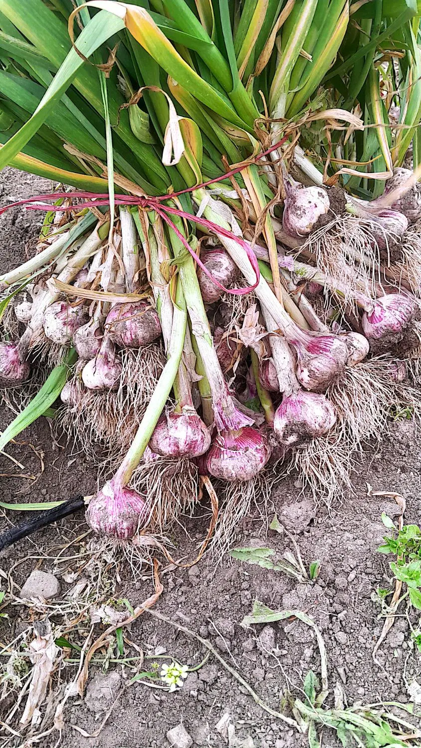 فروش سیر قرمز|خوردنی و آشامیدنی|انگوت, |دیوار