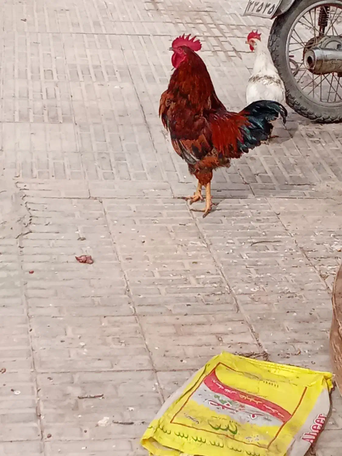 خروس|حیوانات مزرعه|صحرای باغ, |دیوار