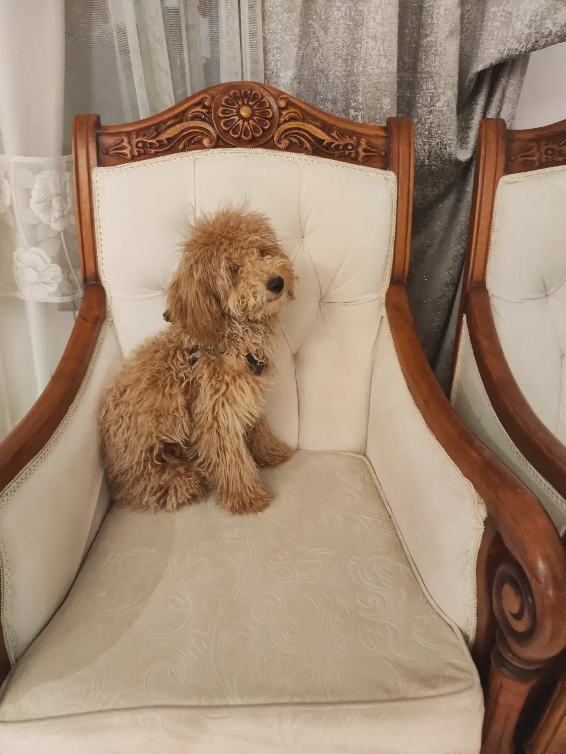 سگ پودل|سگ|تهران, پاسداران|دیوار