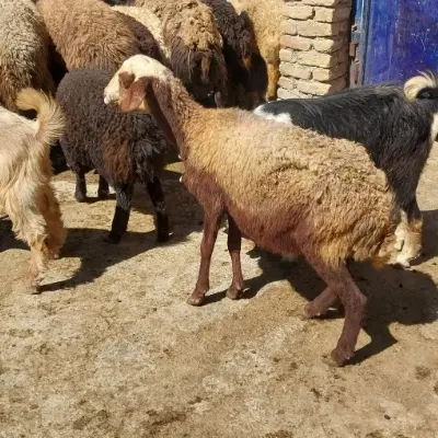 میش|حیوانات مزرعه|نهاوند, |دیوار