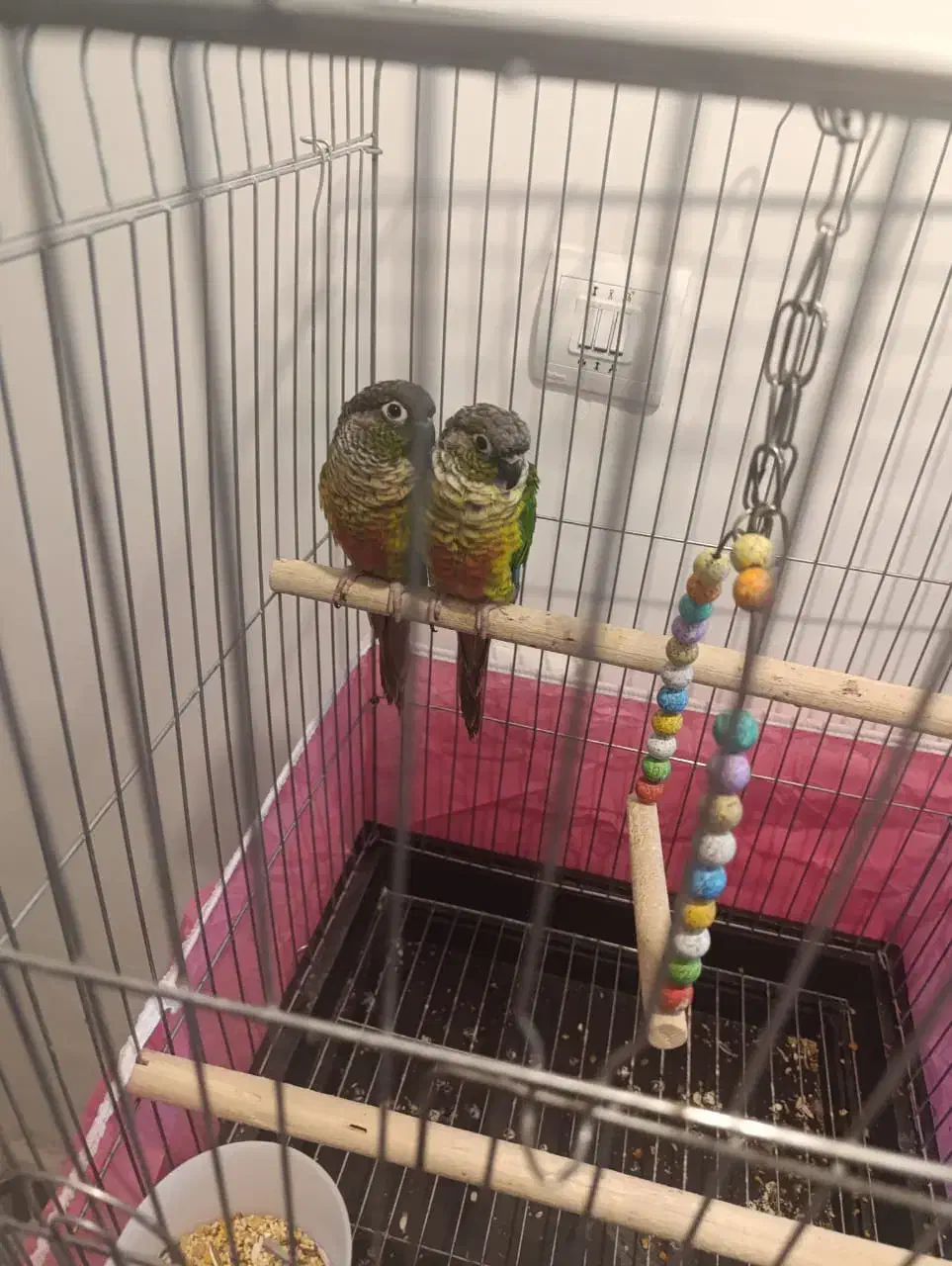 طوطی|پرنده|پرند, فاز ۵|دیوار