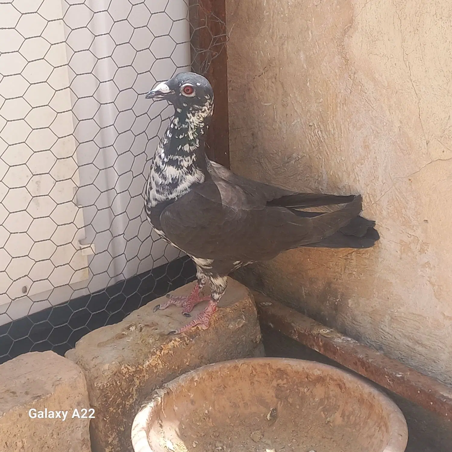 کبوتر|پرنده|شیراز, مسلم|دیوار