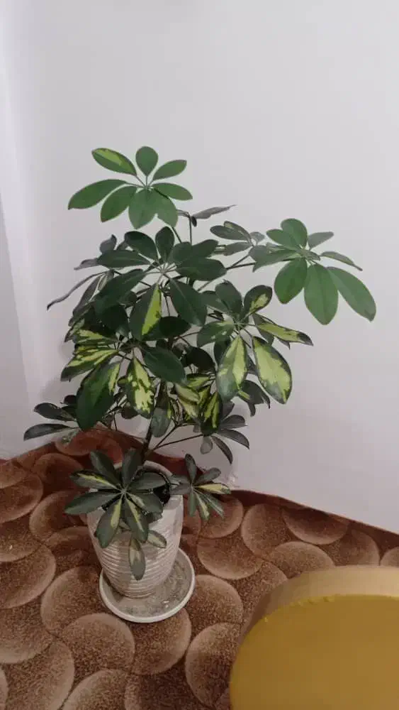 گل طییعی|گل و گیاه طبیعی|گلبهار, شهر جدید گلبهار|دیوار