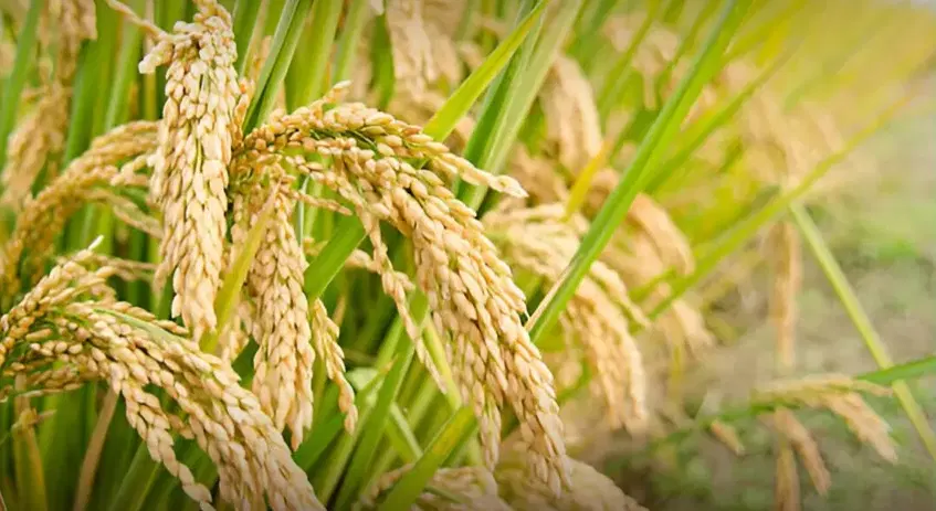 برنج|خوردنی و آشامیدنی|تهران, فلاح|دیوار