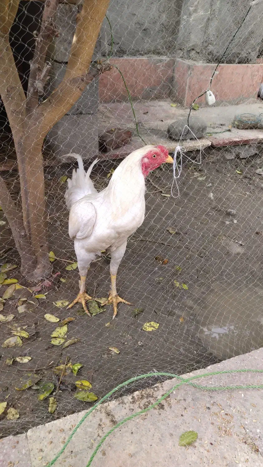 خروس|حیوانات مزرعه|میناب, |دیوار