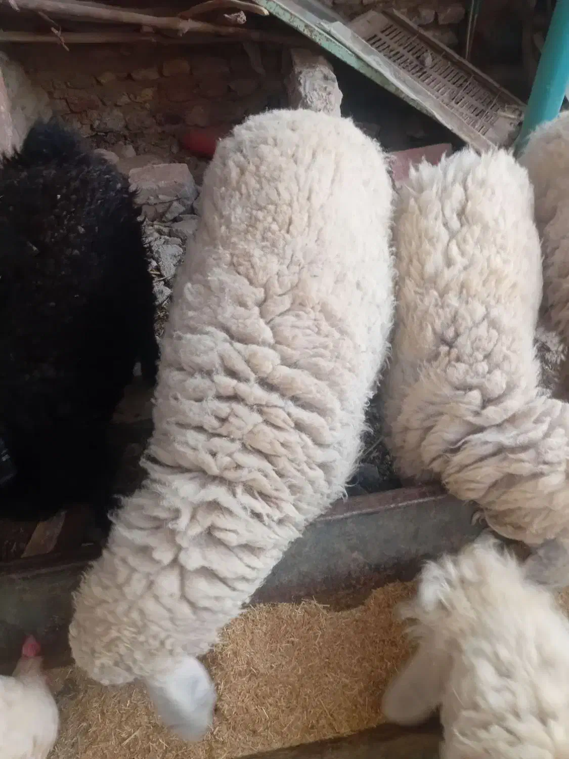 گوسفند|حیوانات مزرعه|نیمروز, |دیوار