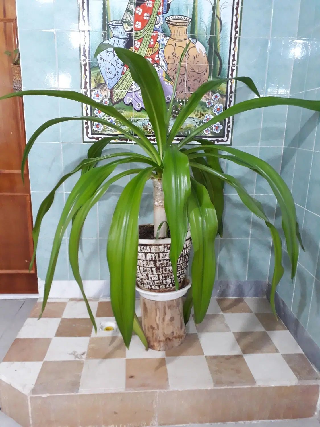 گل ذرتی|گل و گیاه طبیعی|مرودشت, شهرک مهدیه|دیوار