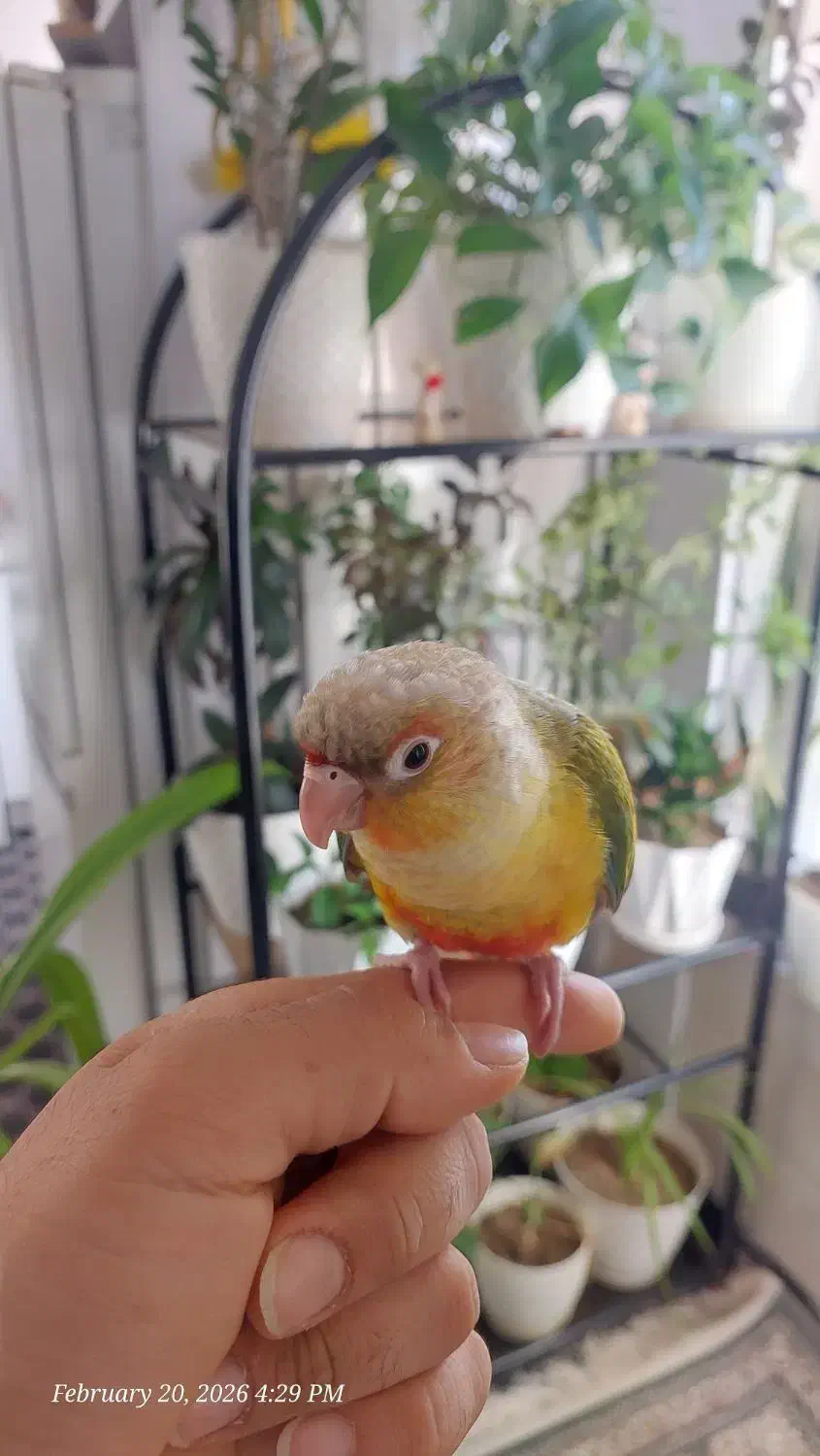 گرینچیک گمشده|حیوانات|شیراز, ریشمک|دیوار