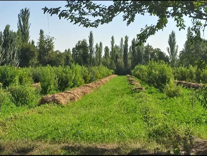 یونجه|خدمات باغبانی و درختکاری|سلماس, |دیوار