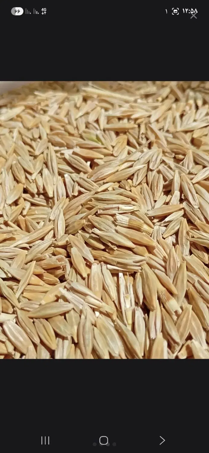 جو دیم|خوردنی و آشامیدنی|اسلام‌‌آباد غرب, |دیوار