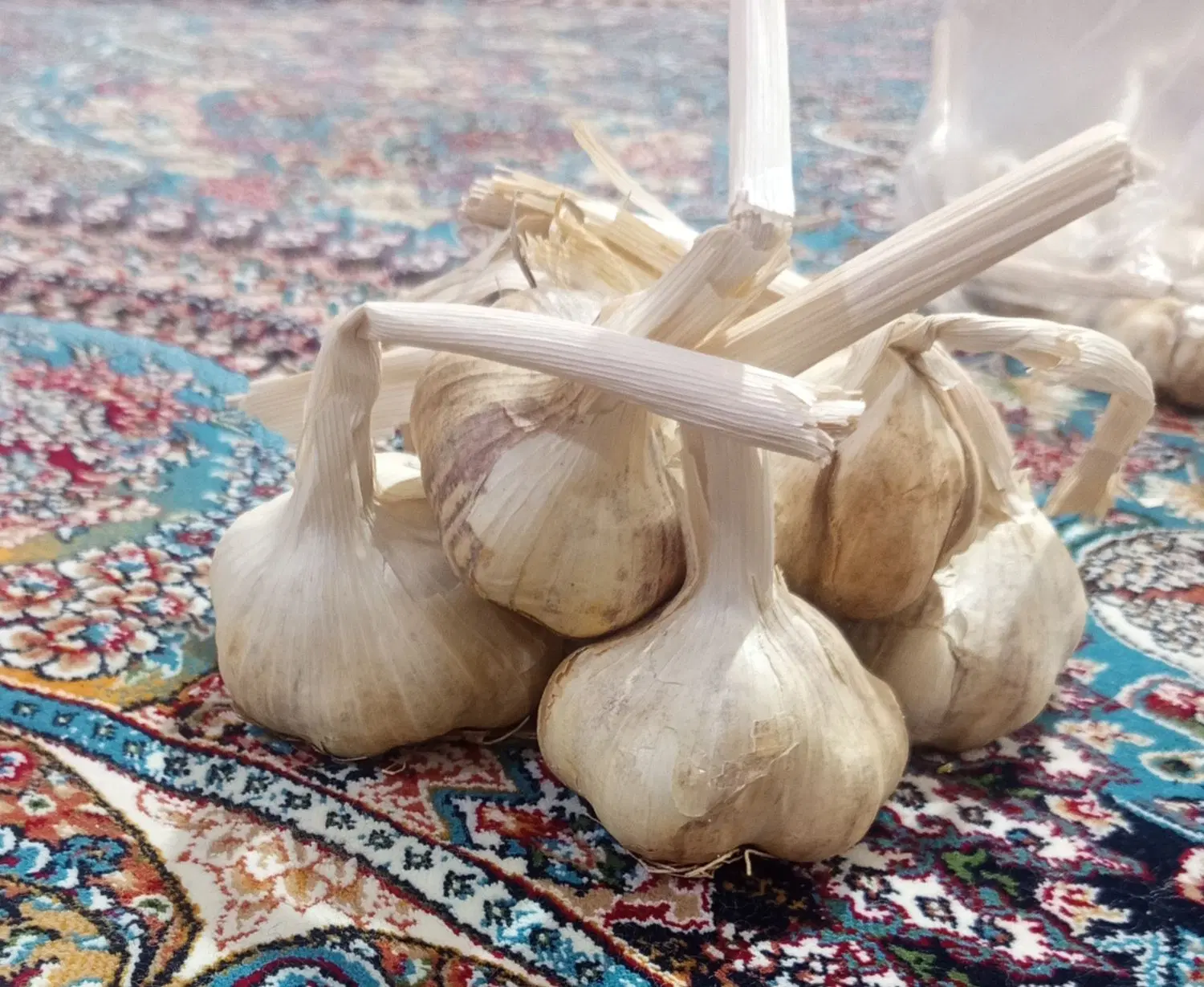 سیر|گل و گیاه طبیعی|همدان, |دیوار