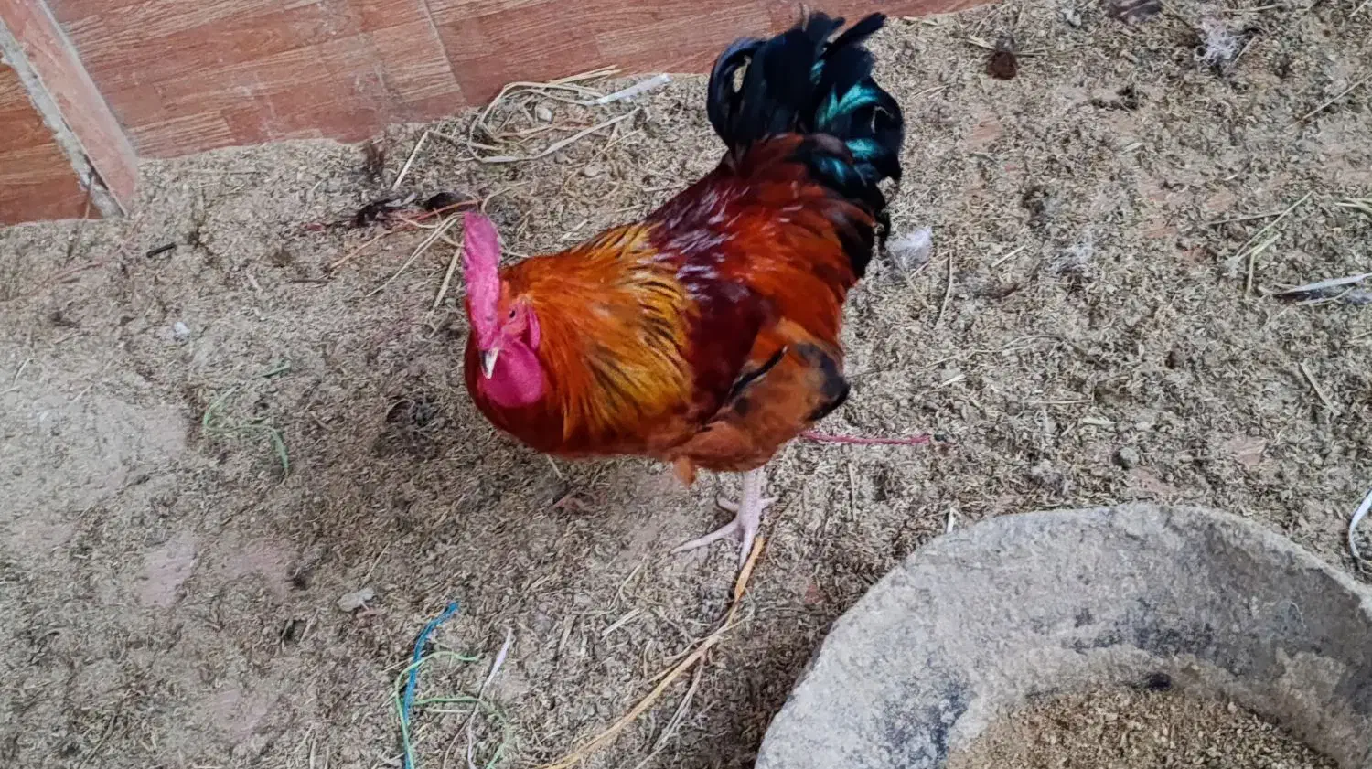 خروس محلی سرحال و تخم مرغ محلی موجوده|حیوانات مزرعه|محمودآباد, |دیوار