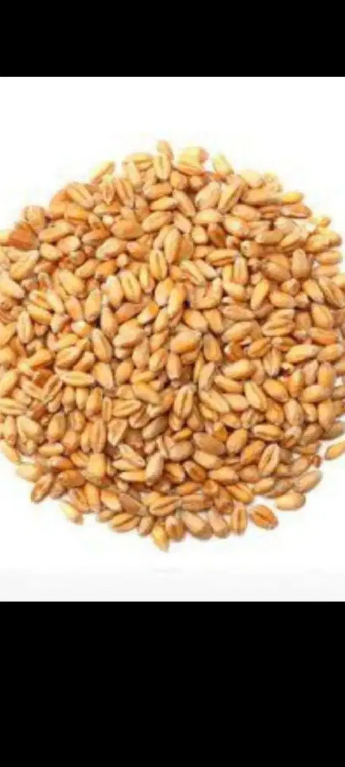 گندم بش|خوردنی و آشامیدنی|جهرم, |دیوار
