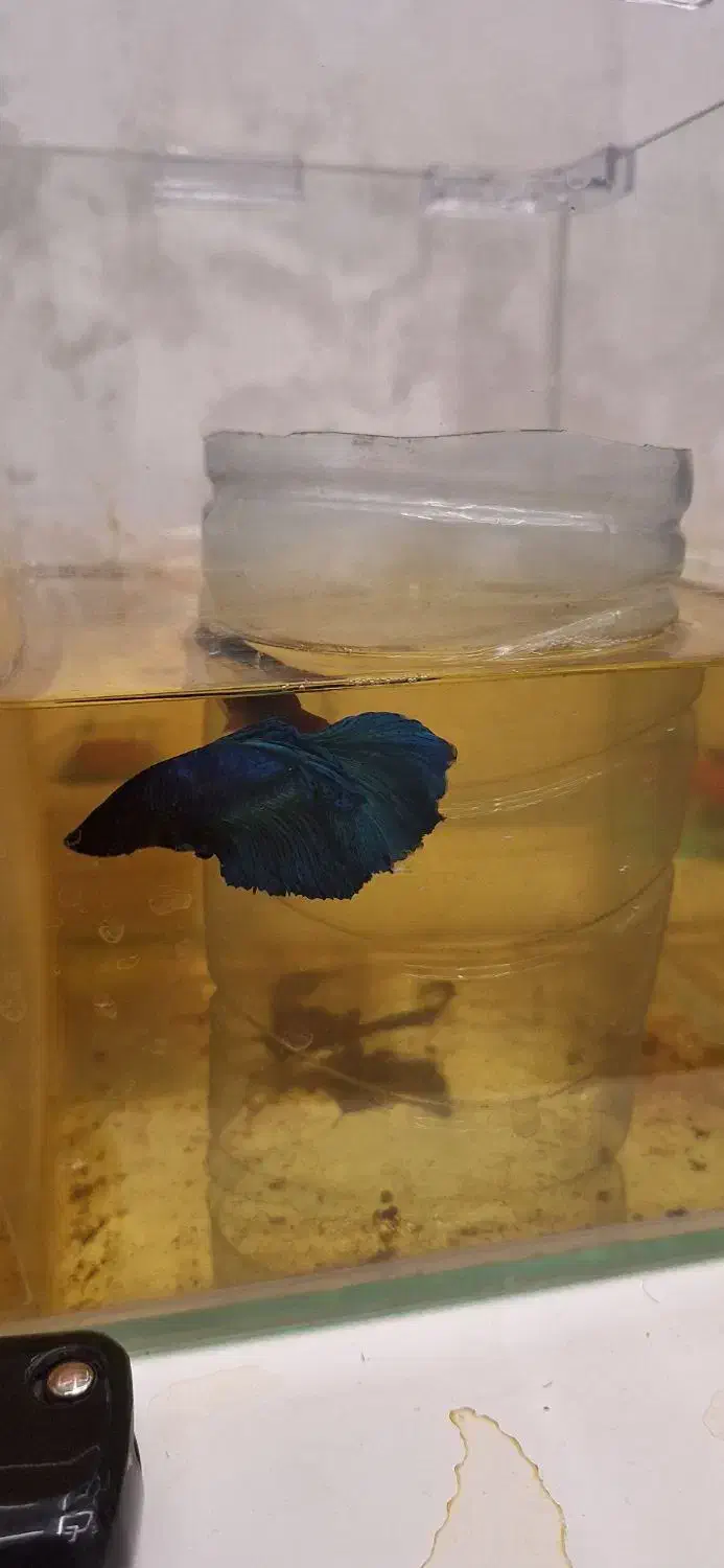 ماهی فایتر|ماهی|شیراز, شهرک فرهنگیان|دیوار