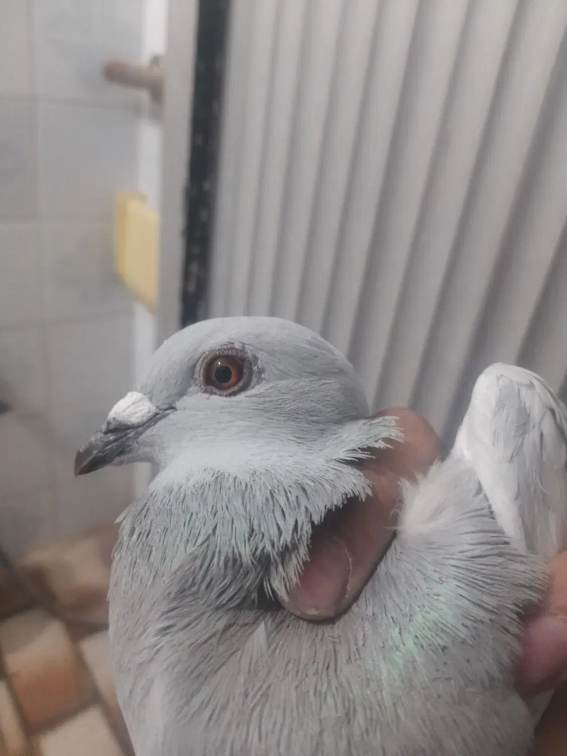 کفتر|حیوانات|مرودشت, تامین اجتماعی|دیوار