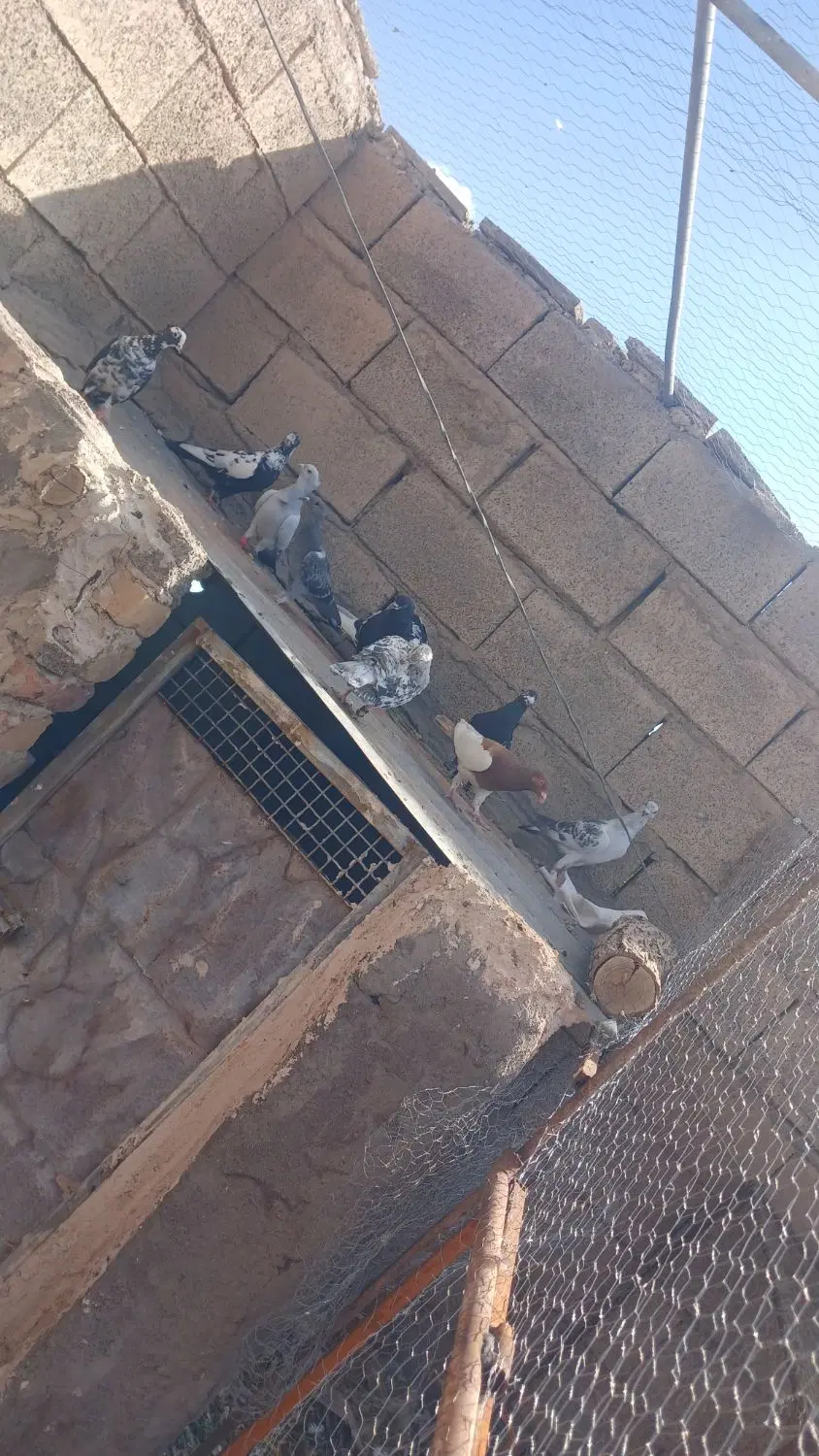 کفتر|پرنده|رفسنجان, |دیوار