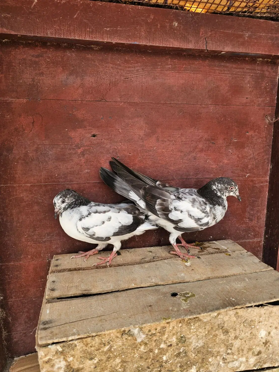 کبوتر|پرنده|چابهار, |دیوار