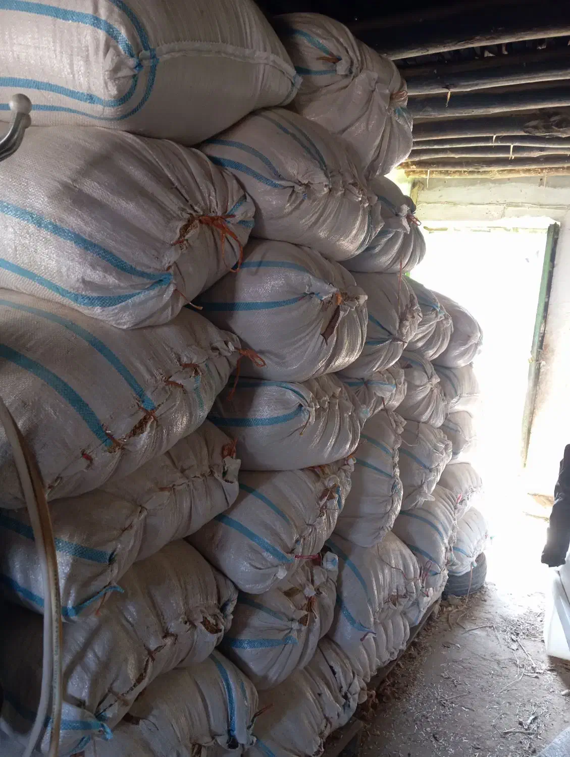 کاه گندم|عمده‌فروشی|انزل, |دیوار