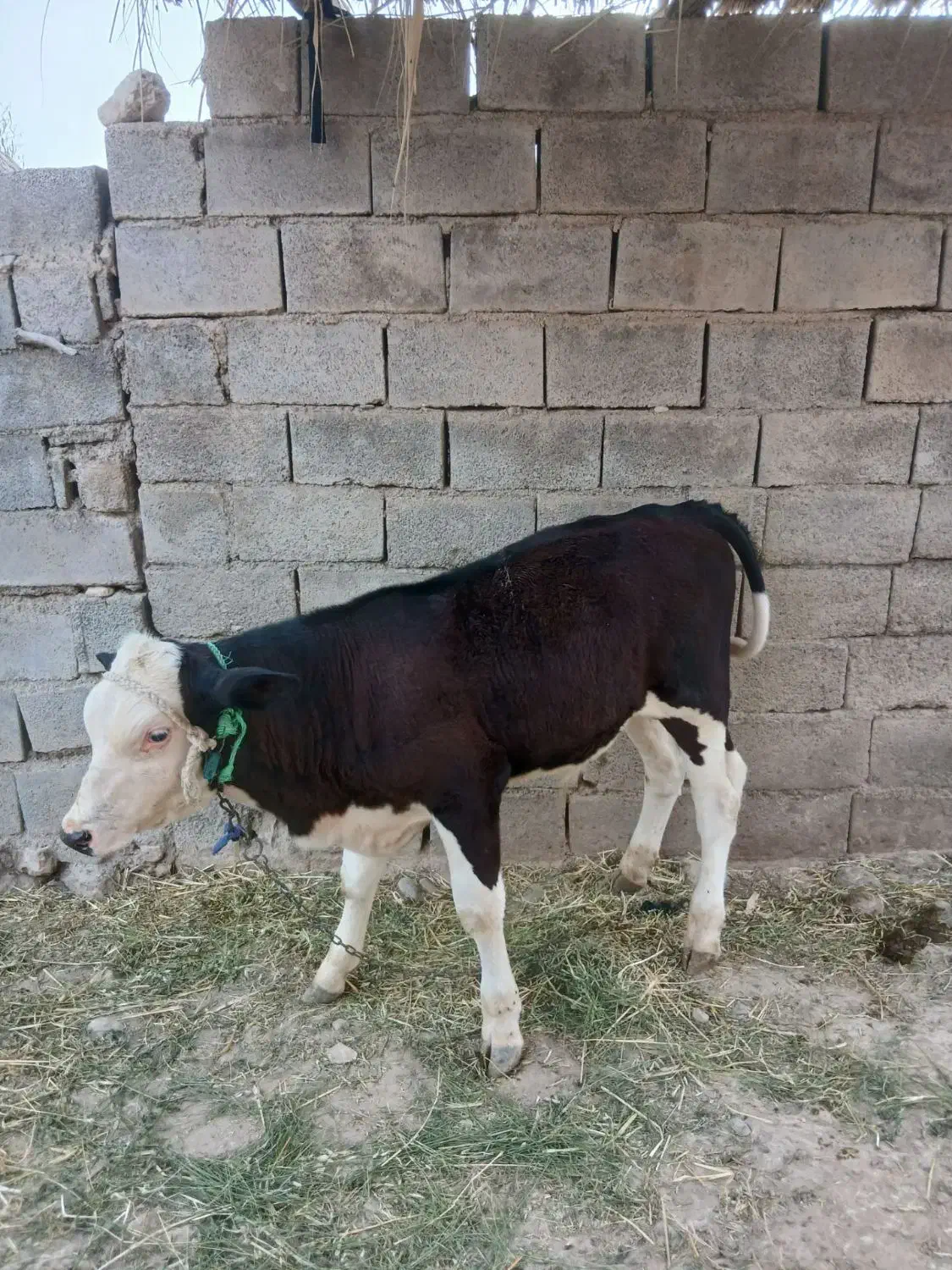 گوساله|حیوانات مزرعه|بدره, |دیوار
