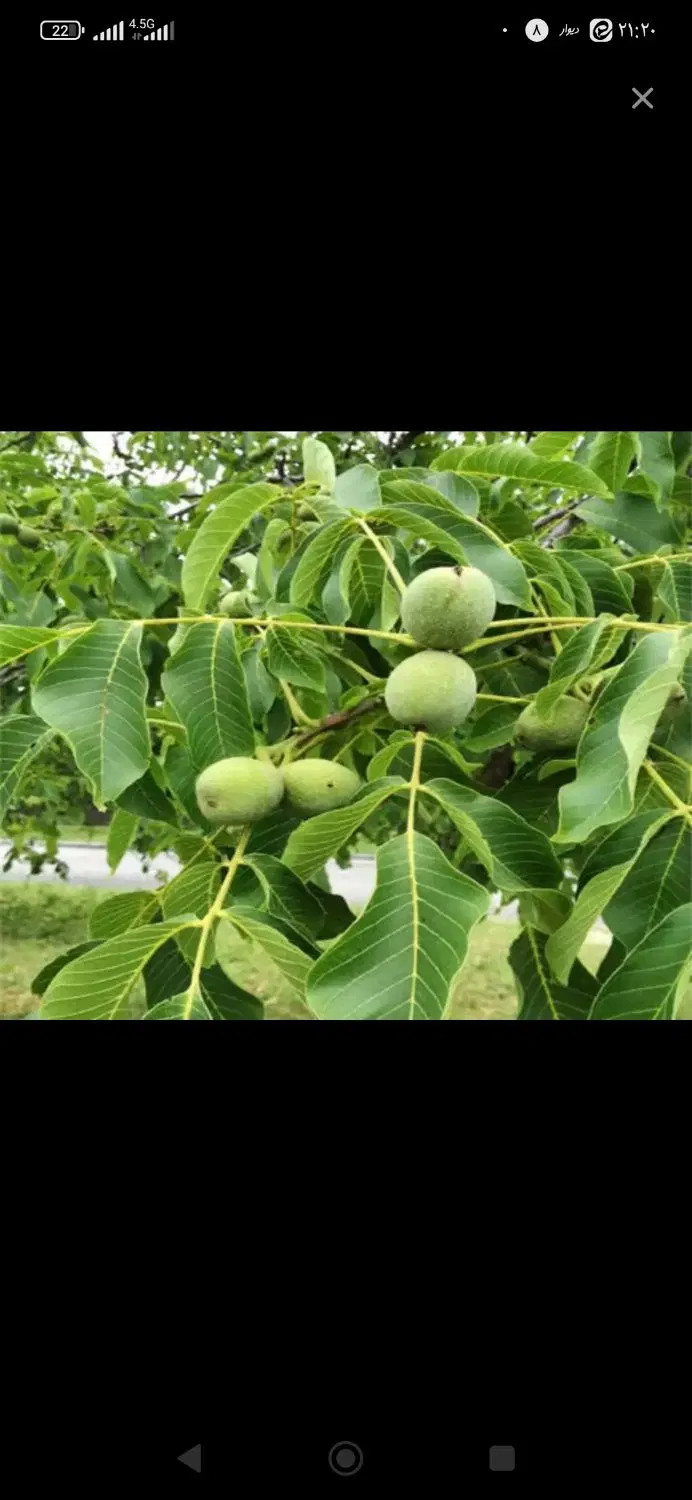 خشک|خوردنی و آشامیدنی|کاشان, امیرکبیر|دیوار