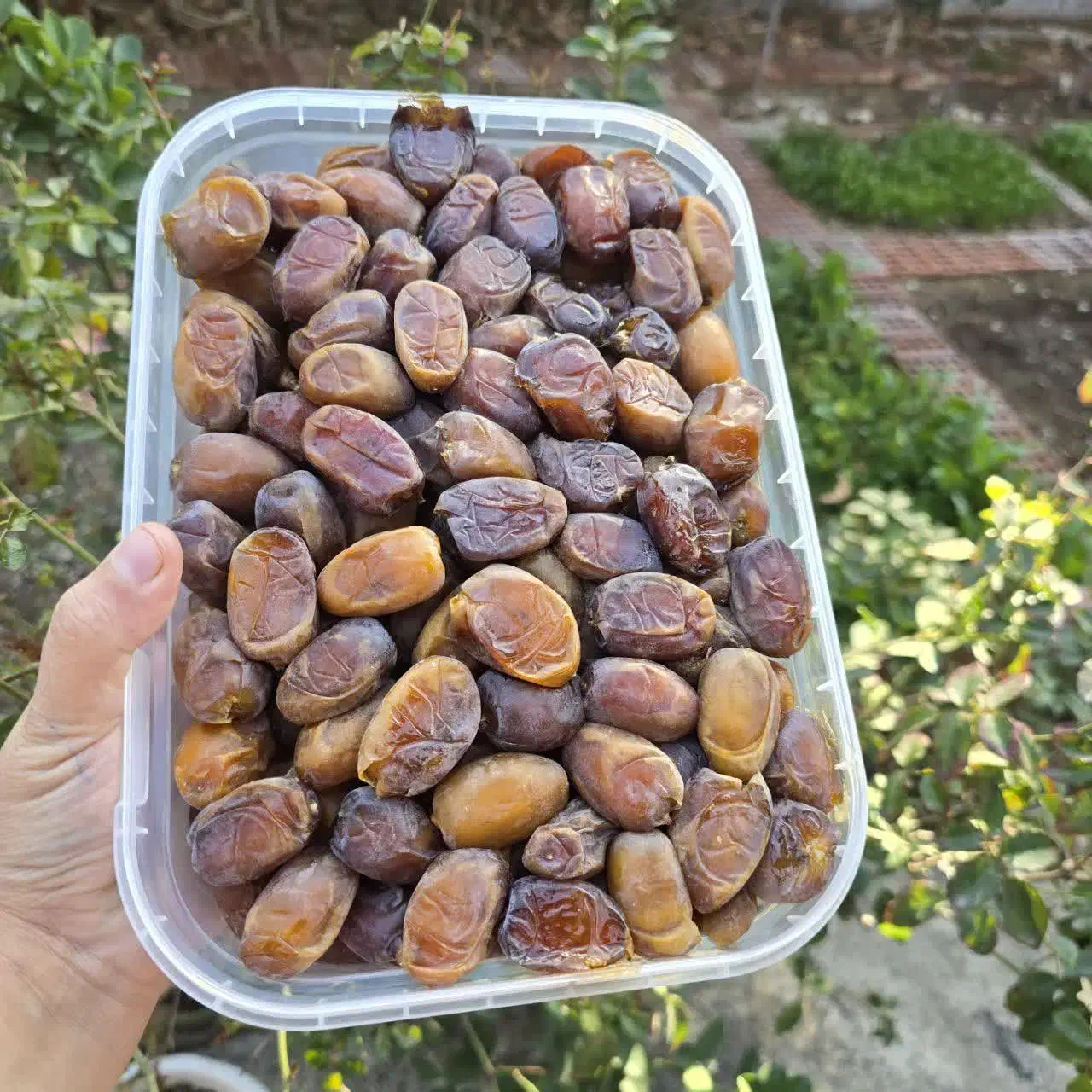 رطب عسلی|خوردنی و آشامیدنی|تهران, مسعودیه|دیوار