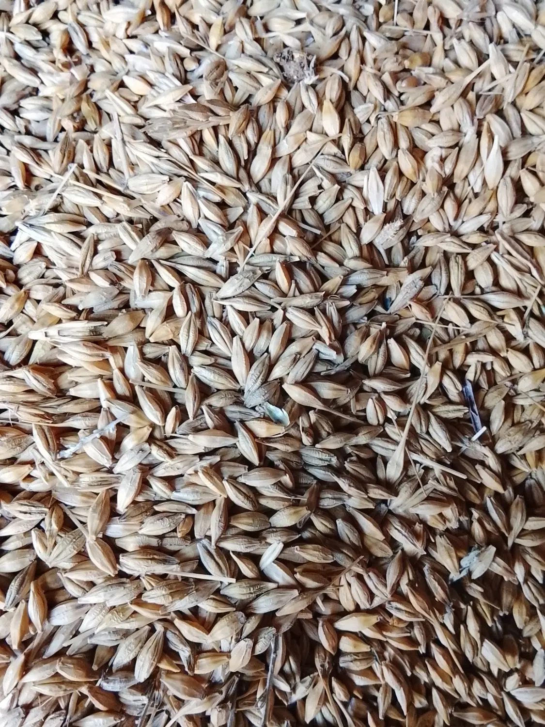 جوهرته|لوازم جانبی حیوانات|گرمی, |دیوار