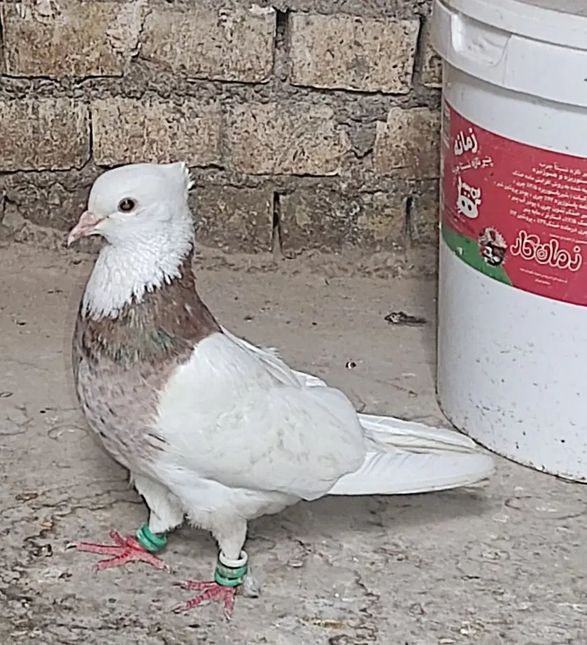 کبوتر|پرنده|باوی, |دیوار